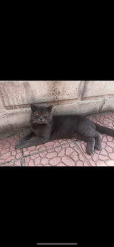 Uysal çok sevimli bir kedi fotoğraf