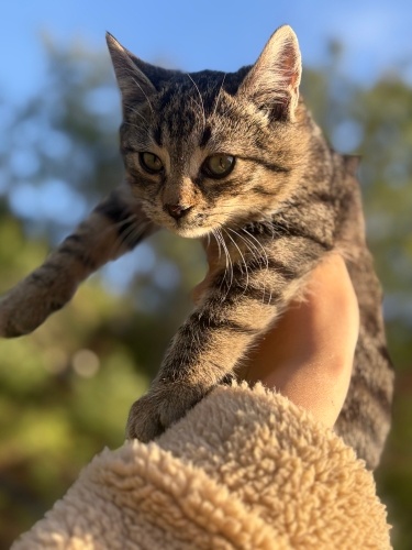 Minik yavru yuva acil fotoğraf