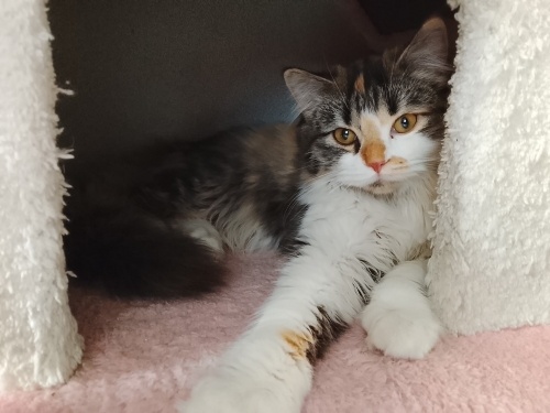 Uzun tüylü sahipsiz bir kedi sahibi sokağa bırakmışlar fotoğraf