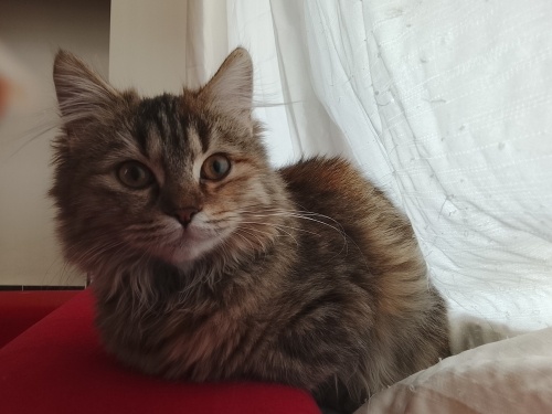 Uzun tüylü çok güzel bir kedi fotoğraf