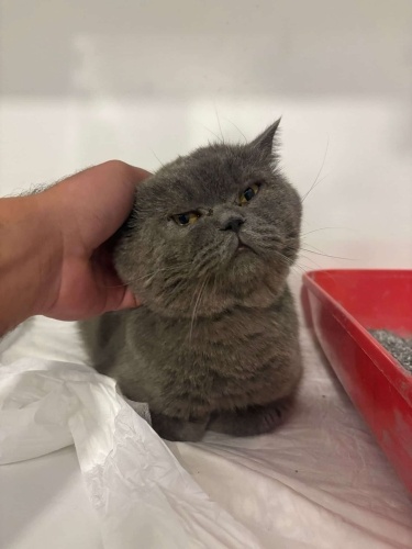 DUMAN TERK EDİLDİ, ONA YENİ BİR AİLE ARIYORUZ fotoğraf