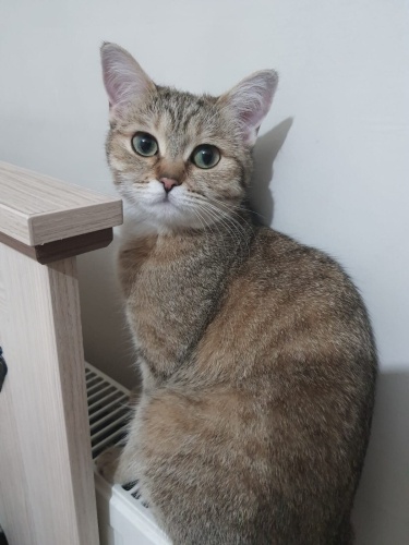 Boncuk kıza acil yuva fotoğraf