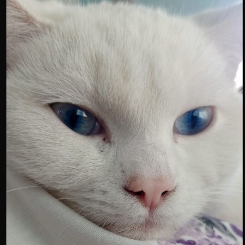 Sevgi yumağıma sıcak bir yuva fotoğraf