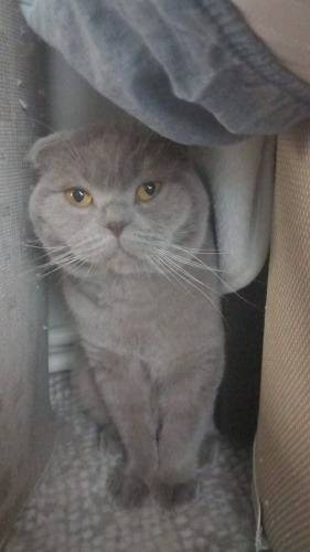 Dombili için acil yuva fotoğraf