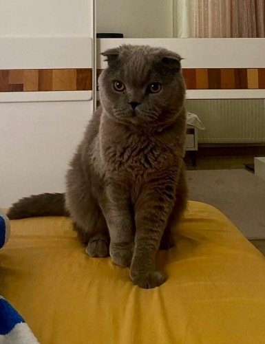 Erkek kısır uysal fotoğraf