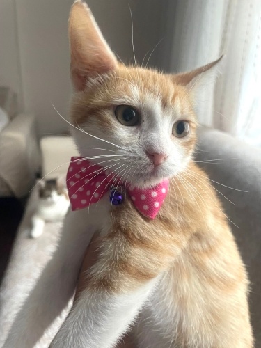 Dilara’ya ömürlük yuva fotoğraf