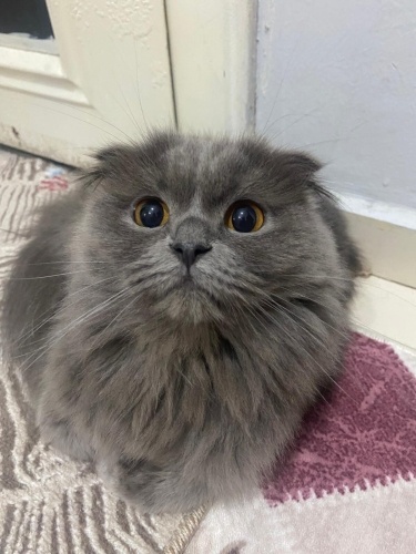 Sakin iyi huylu fotoğraf