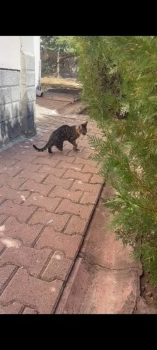 Engelli ve sokakta fotoğraf