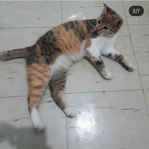 SEVGİ PITIRCIKLARIM YUVA ARIYOR 😍 fotoğraf