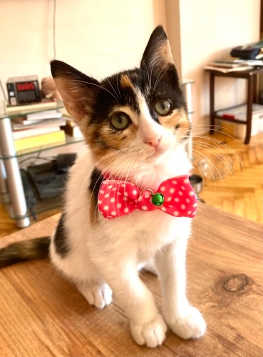 Mercimek’e ömürlük yuva fotoğraf