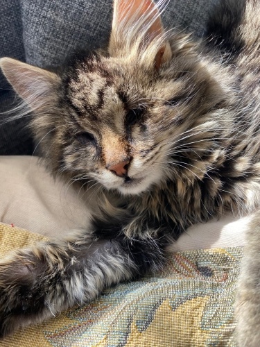 İki gözü görmeyen yavru yuva arıyor fotoğraf