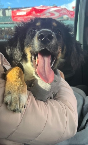 Ordu dan acil yuva fotoğraf