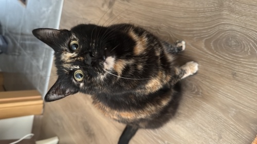 Çok akıllı kız, eve zarar vermez, annesini çok sever. fotoğraf