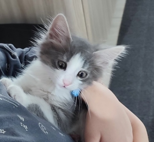 İKİ AYLIK MİNİK DİŞİ KEDİMİZ fotoğraf