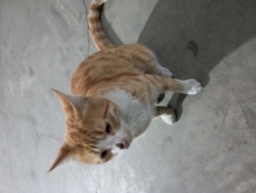 Apartmanımızın garajında evcil kedi bulduk fotoğraf