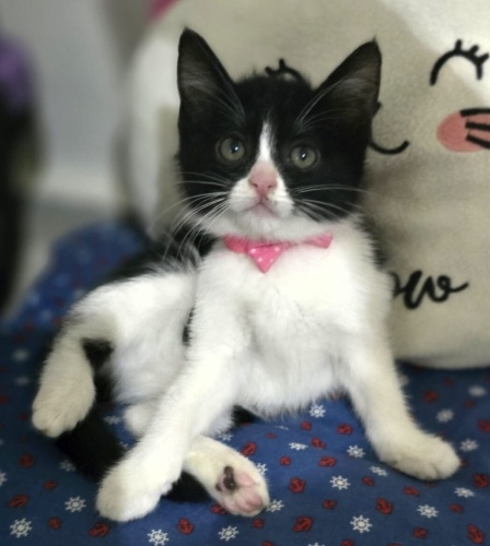 Oreo gibi tatli bir kız fotoğraf