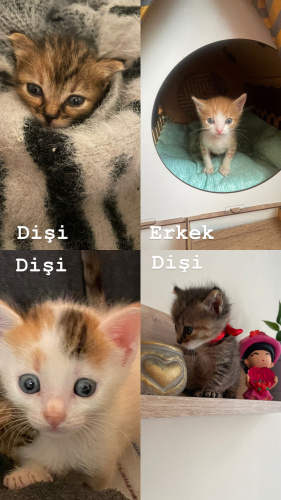 1’i erkek 4 bebek fotoğraf