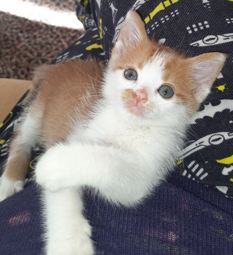 Bal gibi bir bebik,aşırı tatlı bir Minnoş fotoğraf