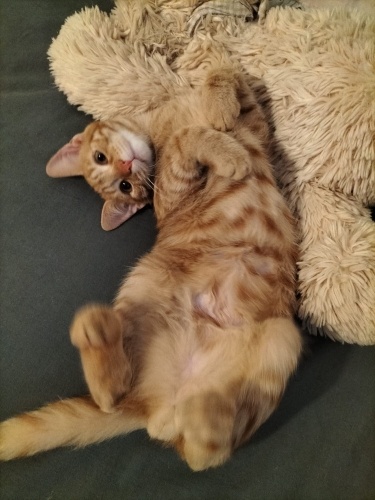 Garfield sizin kuzunuz olsun mu? fotoğraf