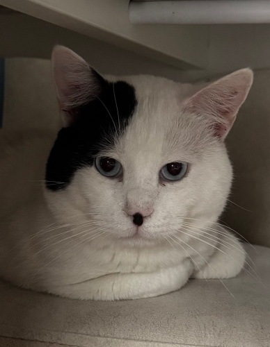 Çok karakteristik, şahane yakışıklı bir evlat fotoğraf