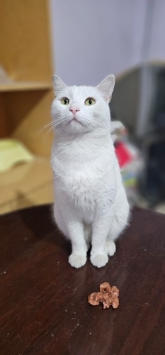 Yakışıklı Bembeyaz bir evlat fotoğraf