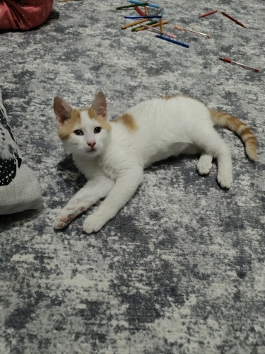 Engelli canlara öncelik fotoğraf