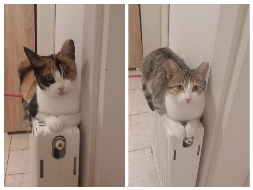 CANLARA YUVA OLURMUSUNUZ fotoğraf