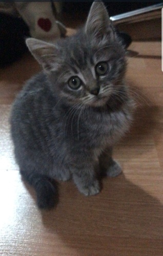 Kırma prensese yuva fotoğraf