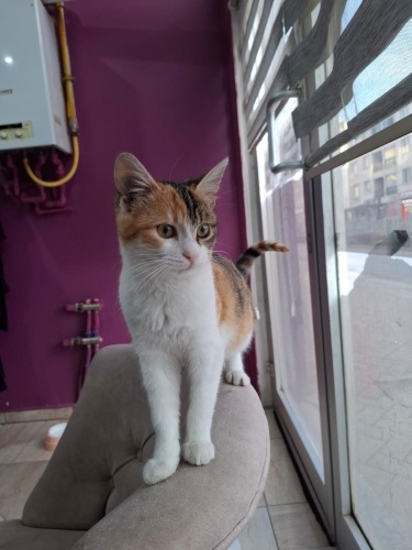 ona aile üyelerinden biriymiş gibi davranacak birine ihtiyacımız var fotoğraf