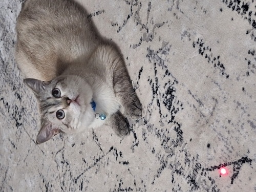 Ücretsiz sahiplendirme fotoğraf