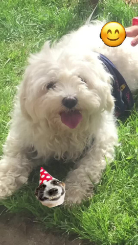 Sahıplemdırme ucretsız fotoğraf