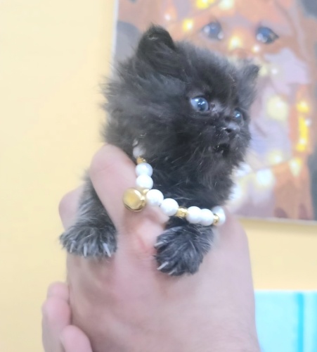 Ücretsiz sahiplenme pofidik tuğlu yavru acil yuva fotoğraf