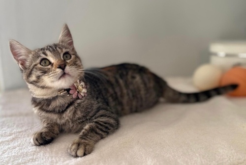 TİNA YUVA ARIYOR.AÇIKLAMAYI OKUYUN fotoğraf