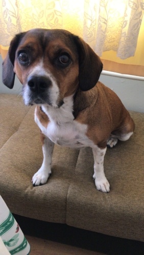 7 yaşındaki Beagle cinsi sevecen bir köpek fotoğraf