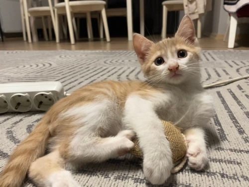 Oyuncu erkeğe yuva fotoğraf