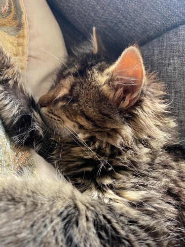 İki gözü görmüyor, sokakta yaşayamaz fotoğraf