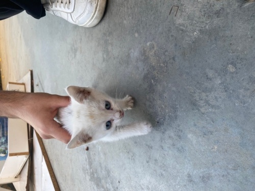 minik yavru kedi fotoğraf