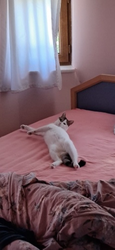 Güzel kedimi sahiplendirmek istiyorum. fotoğraf