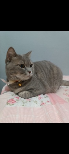 Suzi geçici yuvasında kalıcı ailesini arıyor fotoğraf