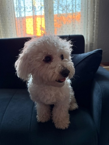 CASPERA GÜVENİLİR YUVA ARIYORUZ fotoğraf