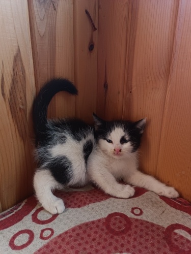 1.5 aylık yavru kedi fotoğraf