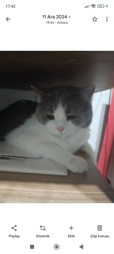 Sakin güzel huylu kedim fotoğraf