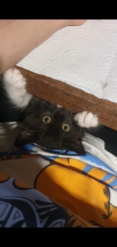 Çok Sevecen, Lütfen Ona Şans Verin, fotoğraf