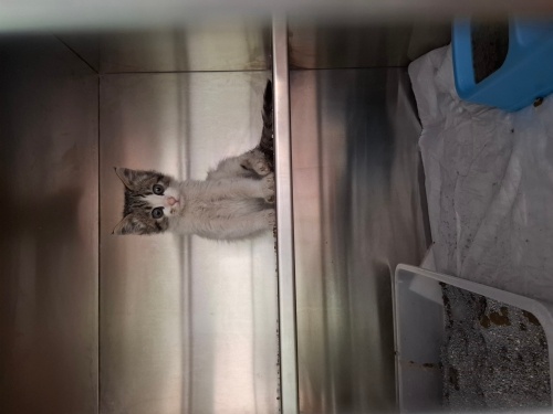 Cok tatli bir minik hanim fotoğraf