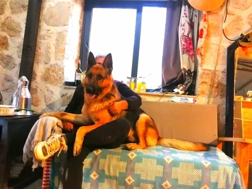 Alman çoban köpeği yavruları tamamen ücretsiz fotoğraf