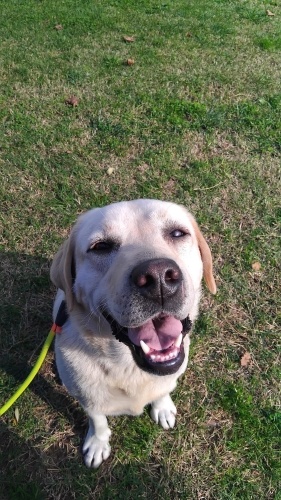 Acil Yuva! Sahipleri istemiyor fotoğraf