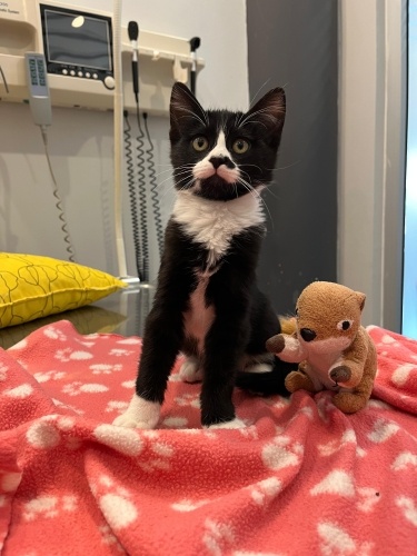 Bir araçtan sokağa atılan minik bebek yuva arıyor. fotoğraf