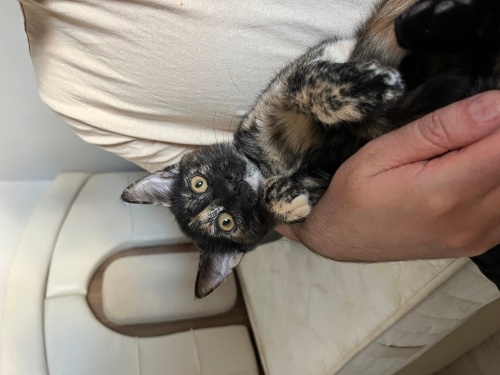 Minik Torti Prenses Yuva Arıyor 🐾 fotoğraf