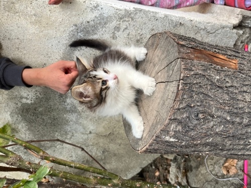 Tatlı tüylü bir dost fotoğraf