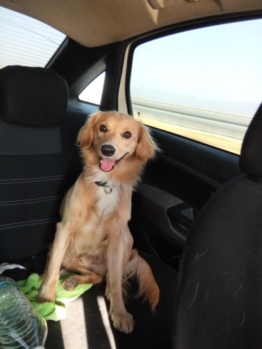 Amerikan Golden rettirver fotoğraf